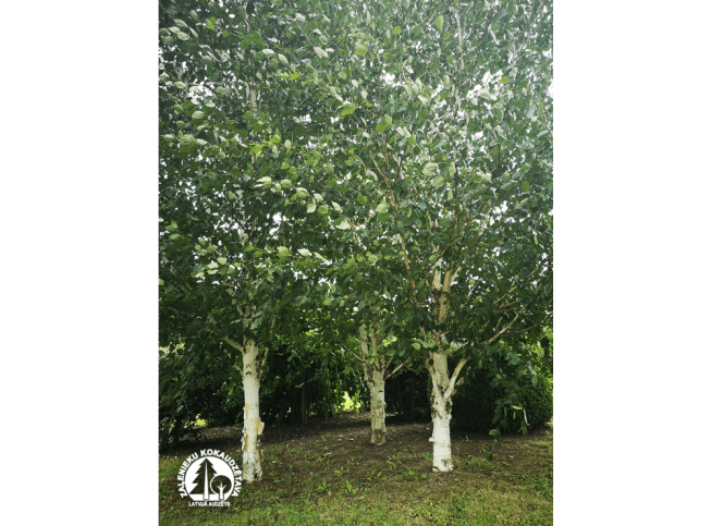 Betula utilis  var. jacquemontii